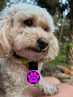Load image into Gallery viewer, Paw light up dog tag/keychain
